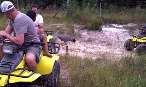 Kraanvoelkuiken braaf